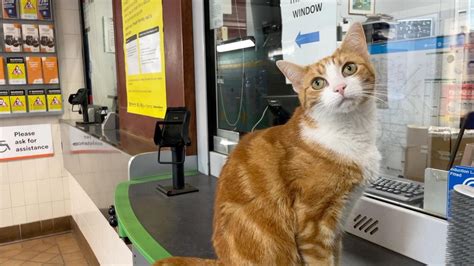google map cavite|Train station cat puts Stourbridge on the map .